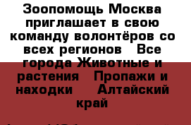 Зоопомощь.Москва приглашает в свою команду волонтёров со всех регионов - Все города Животные и растения » Пропажи и находки   . Алтайский край